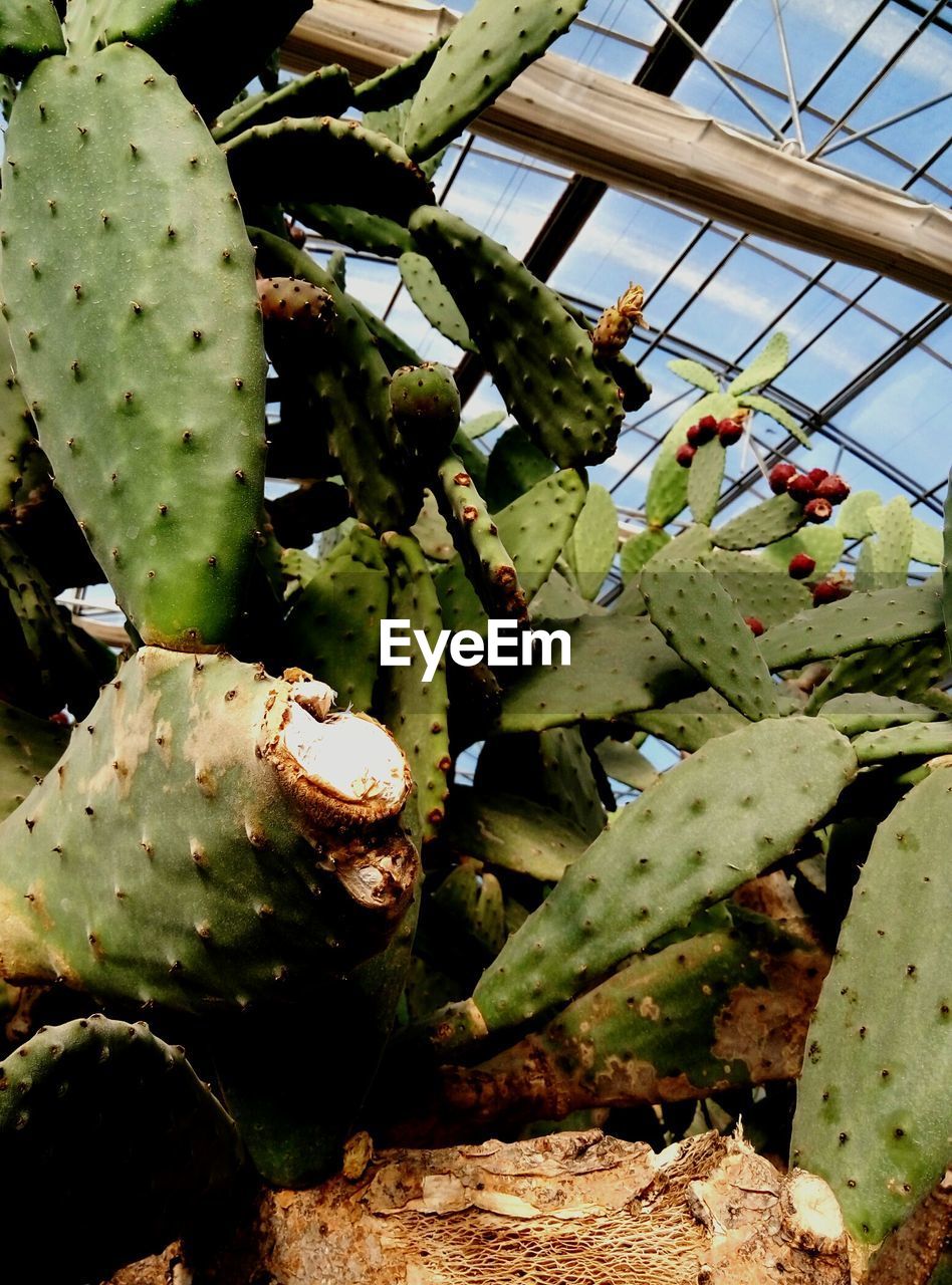 Close-up of cactus