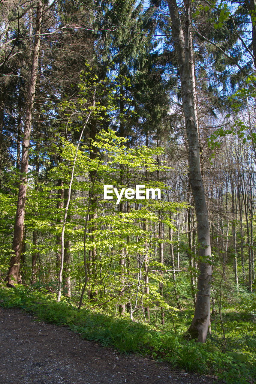 PINE TREE IN FOREST