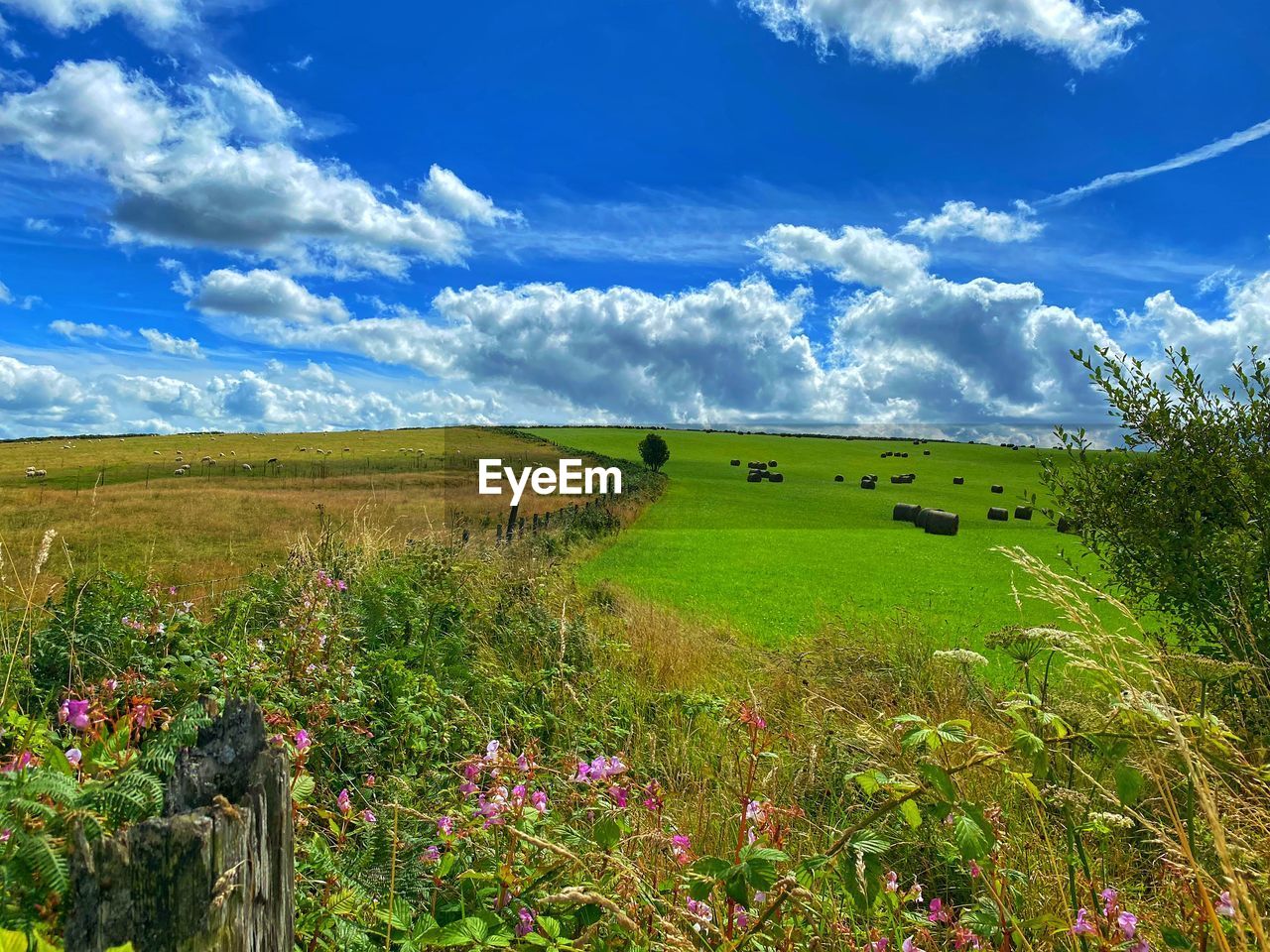 landscape, sky, grassland, environment, plant, meadow, cloud, land, grass, field, nature, prairie, flower, pasture, natural environment, beauty in nature, scenics - nature, hill, rural scene, agriculture, blue, green, flowering plant, plain, rural area, no people, steppe, tranquility, horizon, wildflower, plateau, tranquil scene, growth, day, outdoors, non-urban scene, animal, freshness, farm, summer, horizon over land, travel destinations, travel, animal themes, sunlight, springtime, crop, tree, idyllic, mammal, livestock, food, domestic animals, social issues, environmental conservation