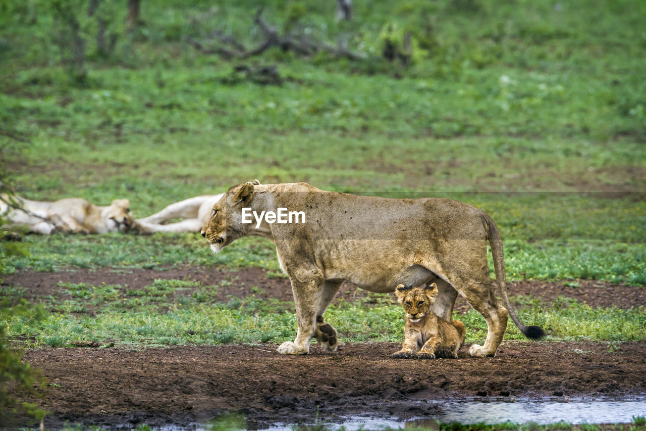 Lioness standing with cub on land