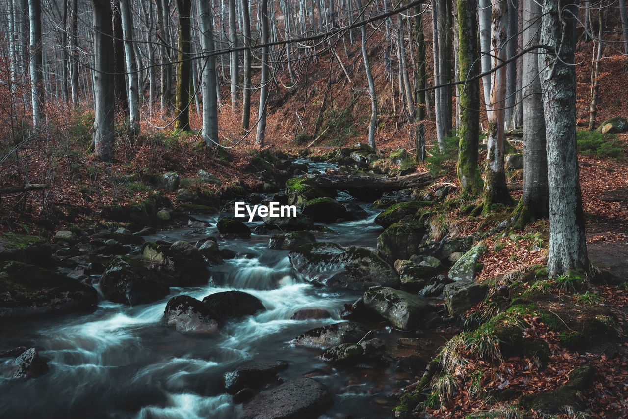 scenic view of river in forest