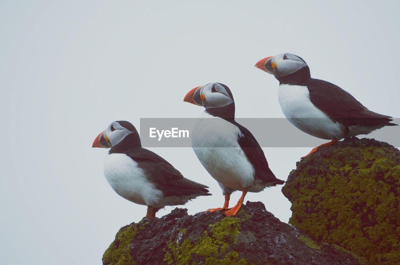 Puffins perching on rock against clear sky