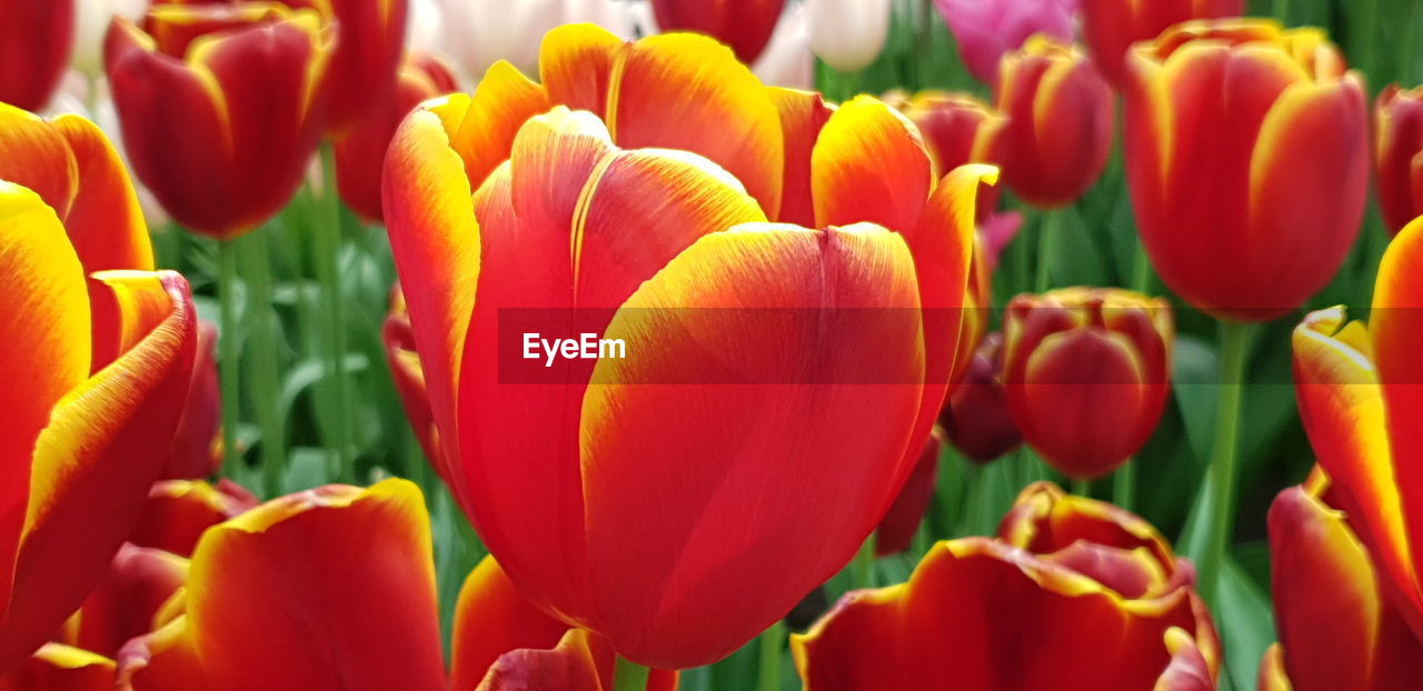 CLOSE-UP OF RED TULIPS IN BLOOM