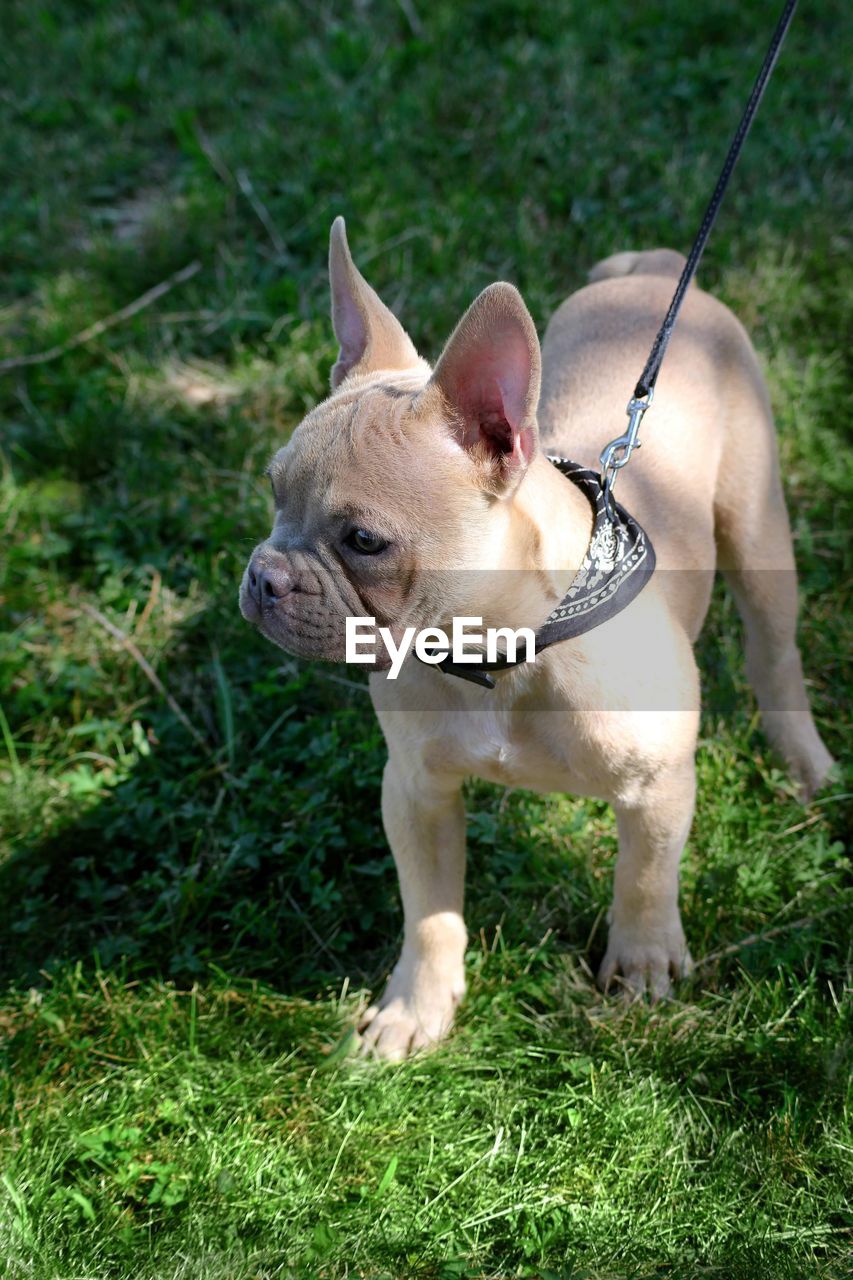 Close-up of a little french bulldog on grassy field