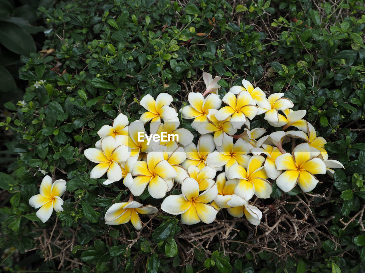 Close-up of yellow flowers blooming in field