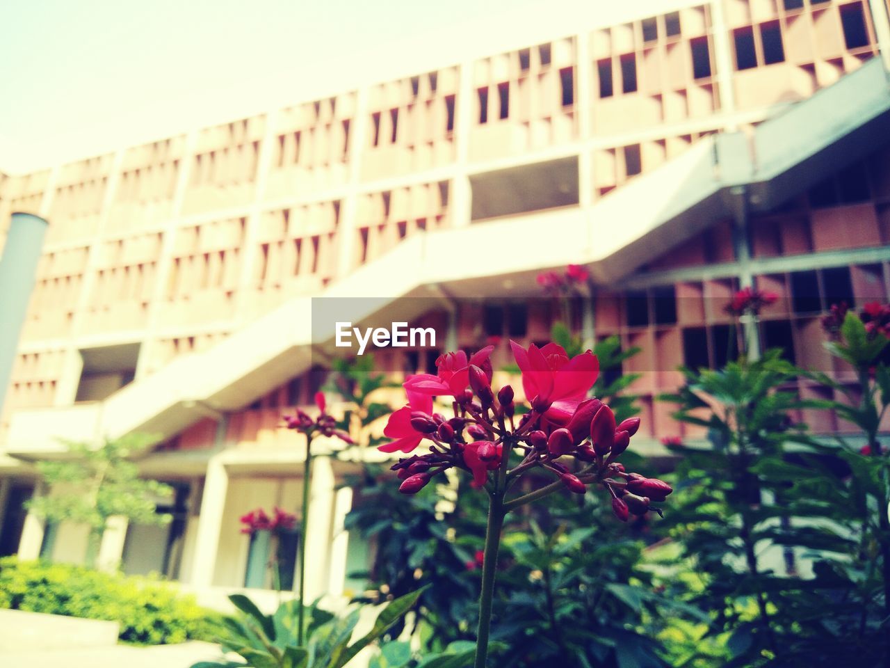 Close-up of flowers against house