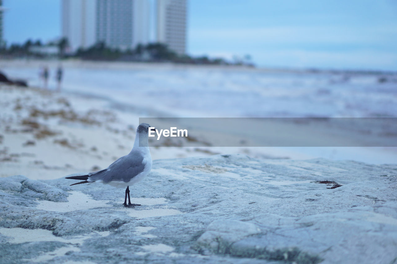 Seagull on beach