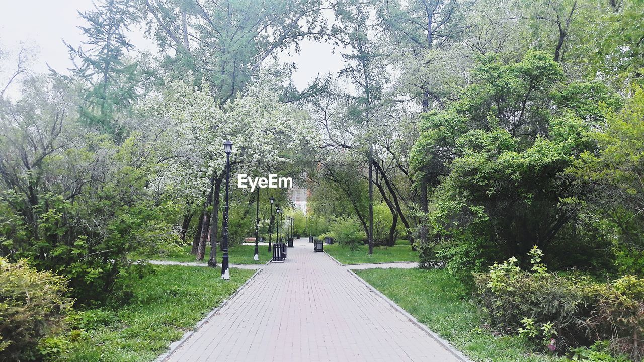 PANORAMIC VIEW OF TREES IN PARK