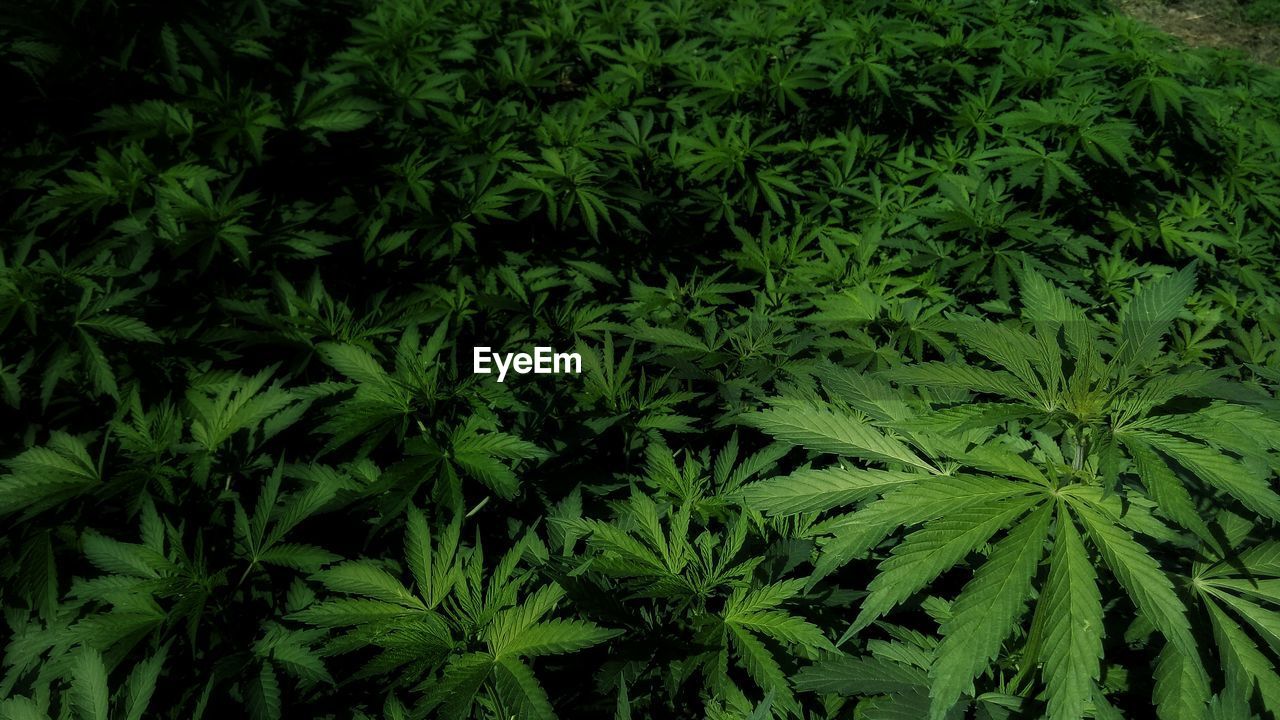 GREEN PLANTS