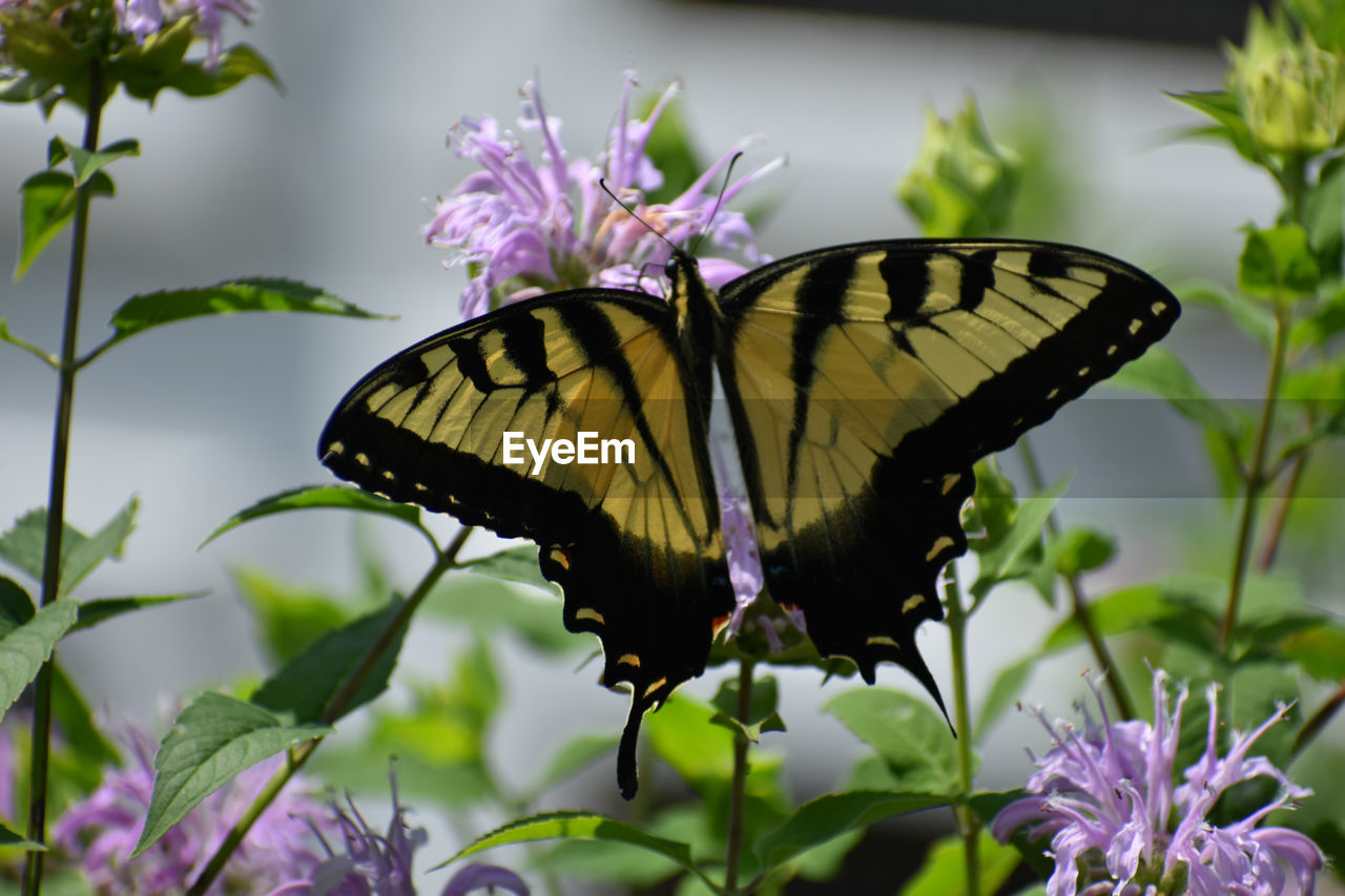 Close-up of butterfly pollinating on purple flower