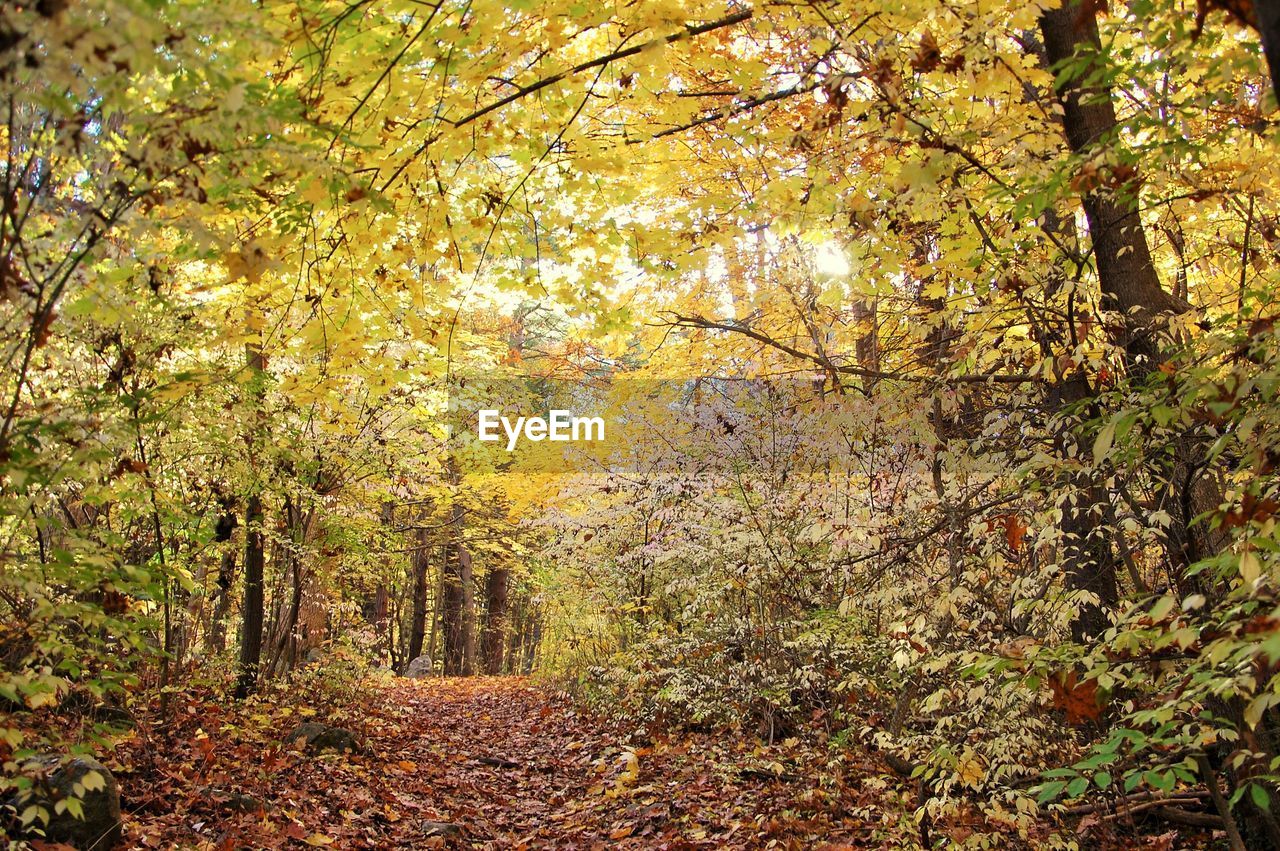 Trees in forest during autumn