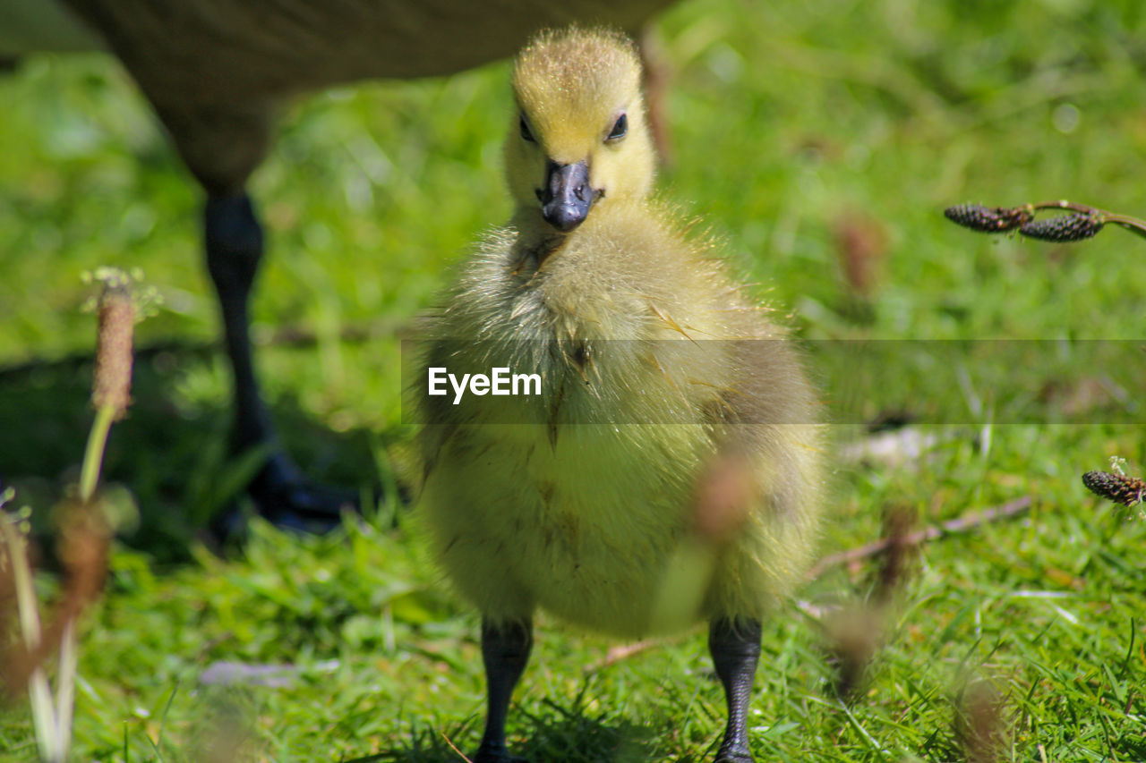 Close-up of canada goose goslings on field