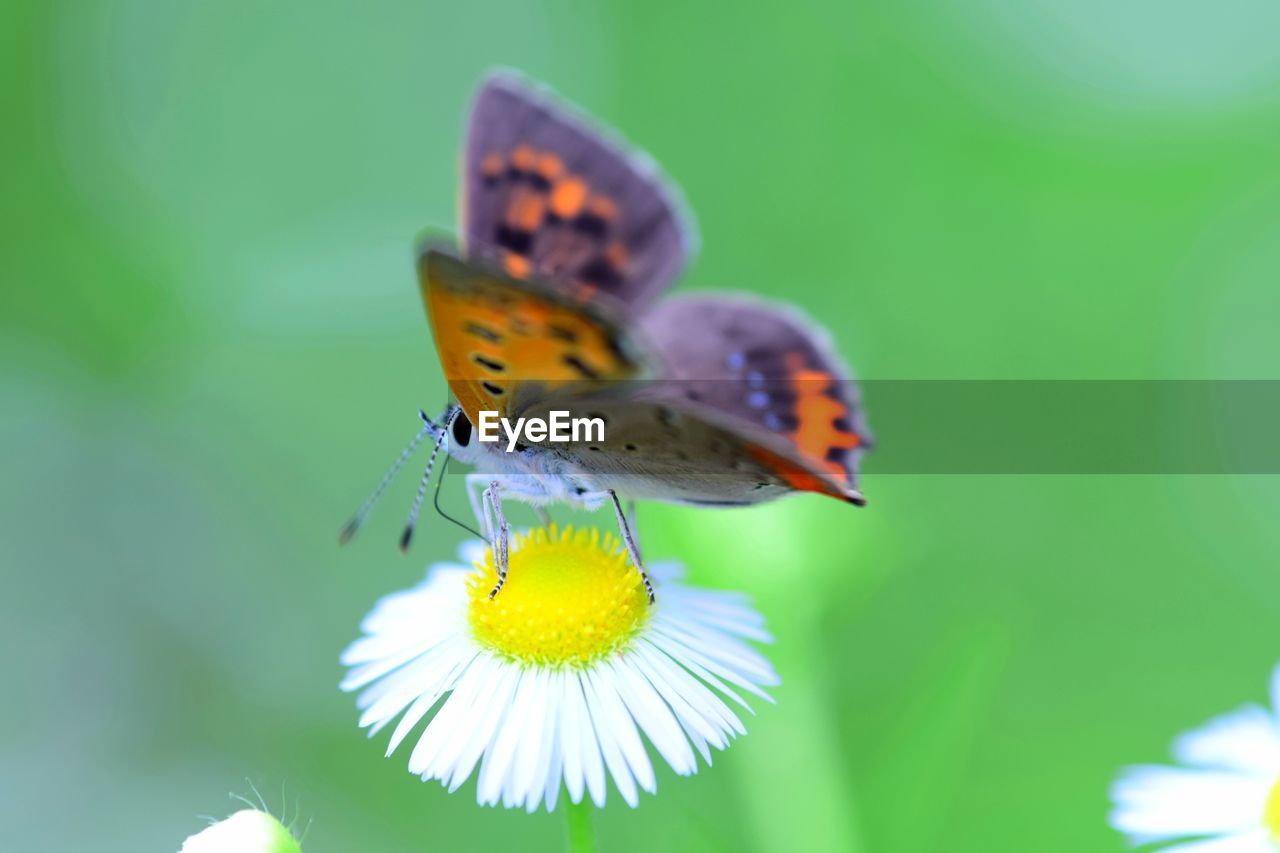 Close-up of butterfly pollinating on flower