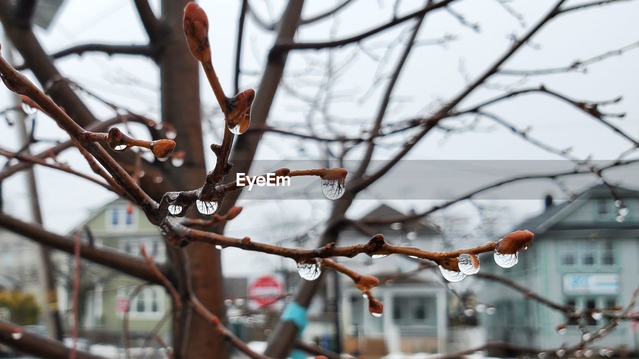 spring, winter, snow, branch, tree, flower, twig, plant, focus on foreground, nature, architecture, bare tree, cold temperature, day, no people, blossom, outdoors, building exterior, city, leaf, freezing, built structure, beauty in nature