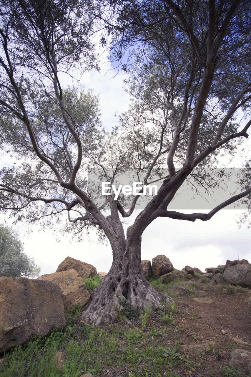 VIEW OF TREE ON FIELD