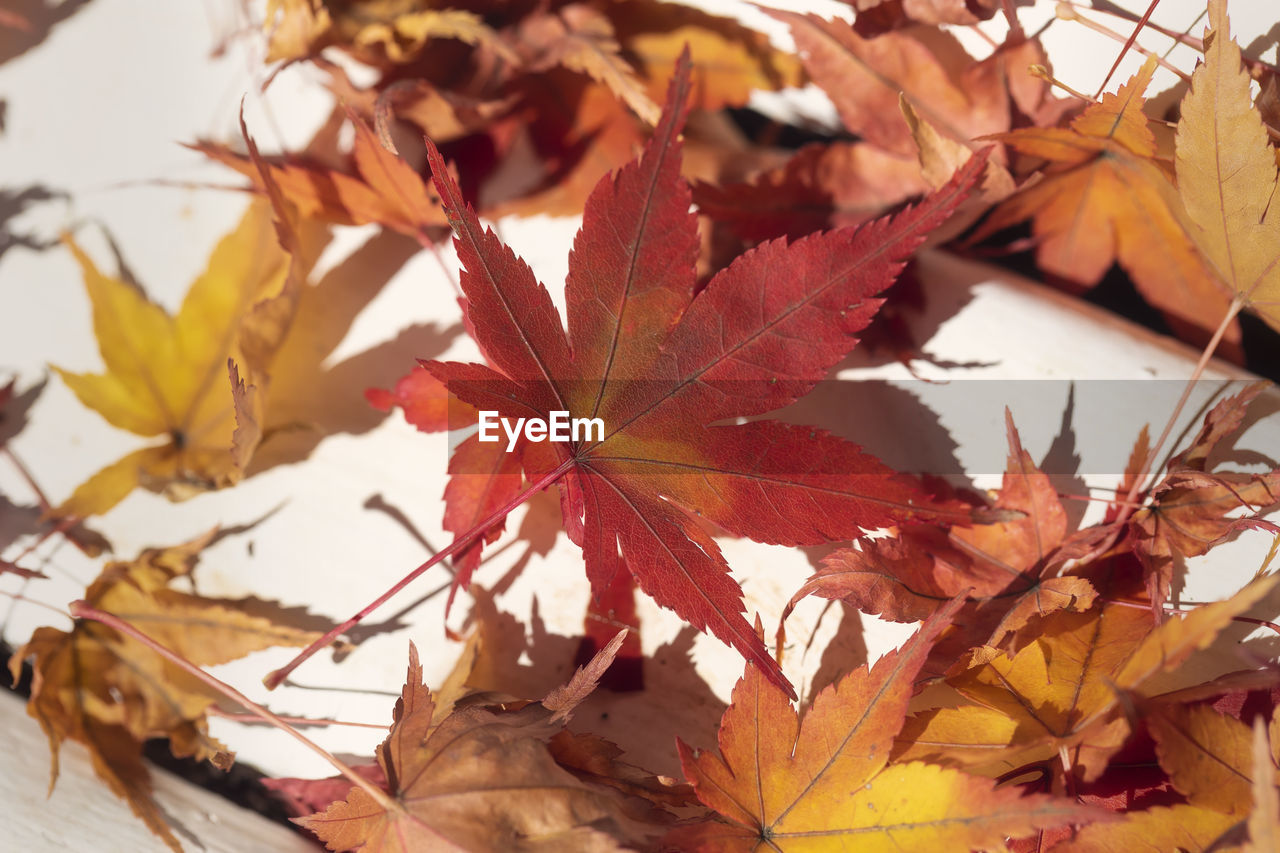 Close-up of maple leaves