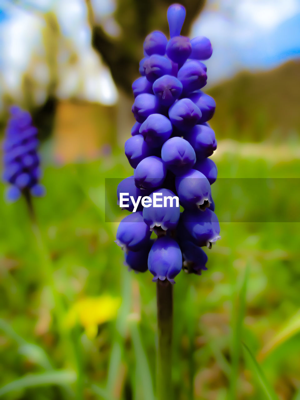 Close-up of purple flowering plants on field