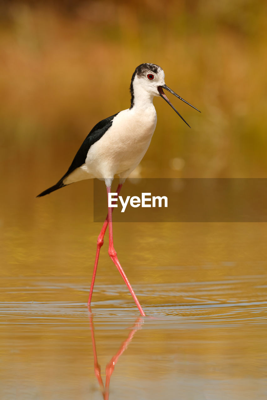 BIRD ON A LAKE