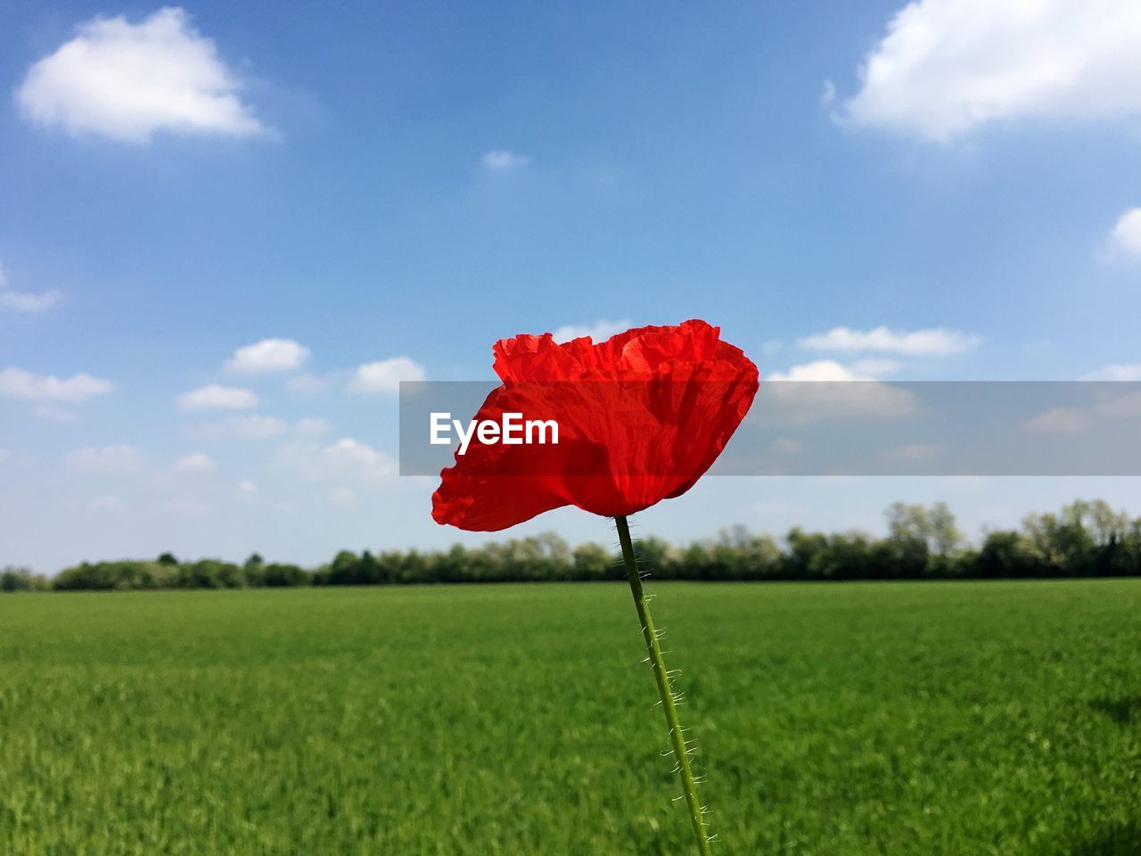 Red poppy flower on field