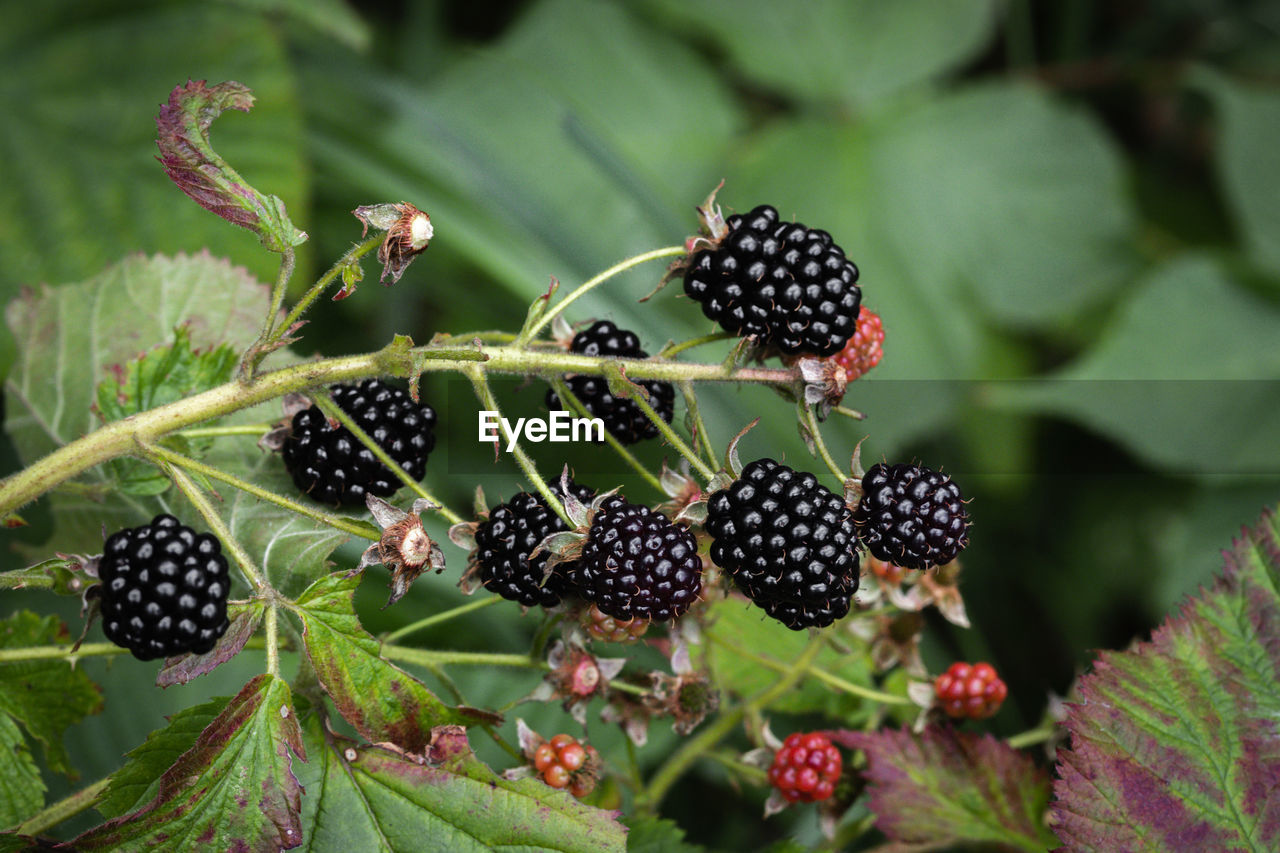 blackberry, food, fruit, healthy eating, food and drink, berry, freshness, plant part, leaf, plant, bramble, flower, nature, no people, dewberry, wellbeing, growth, close-up, black, ripe, shrub, tayberry, produce, green, outdoors, macro photography, day, tree, focus on foreground, beauty in nature