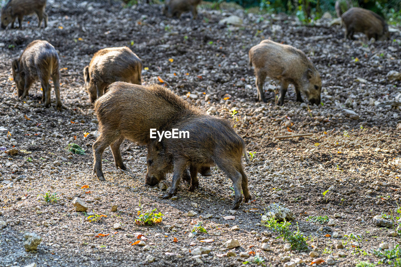 animal, animal themes, mammal, group of animals, animal wildlife, wildlife, young animal, no people, pig, boar, wild boar, nature, land, outdoors, day, domestic animals, peccary