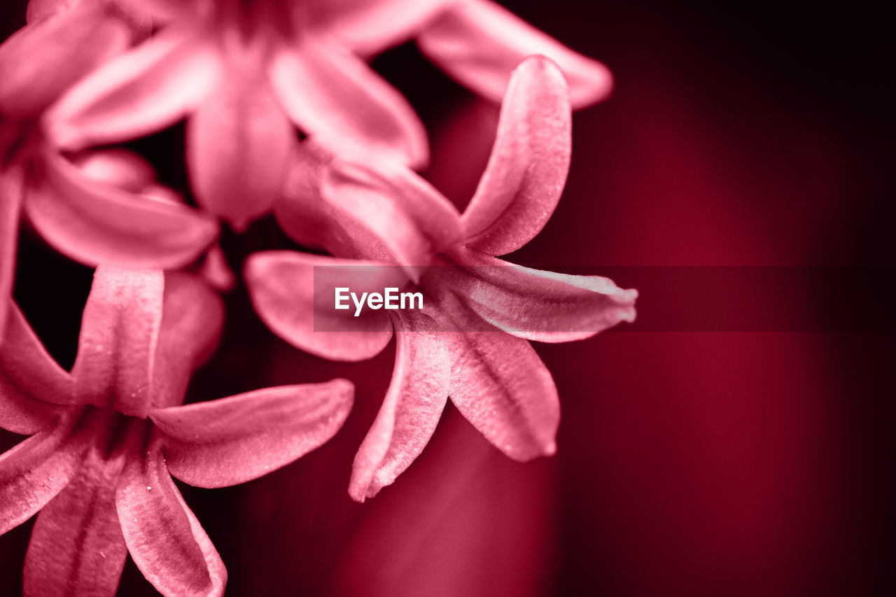 flower, pink, close-up, macro photography, flowering plant, freshness, plant, petal, beauty in nature, red, flower head, inflorescence, studio shot, no people, fragility, nature, indoors