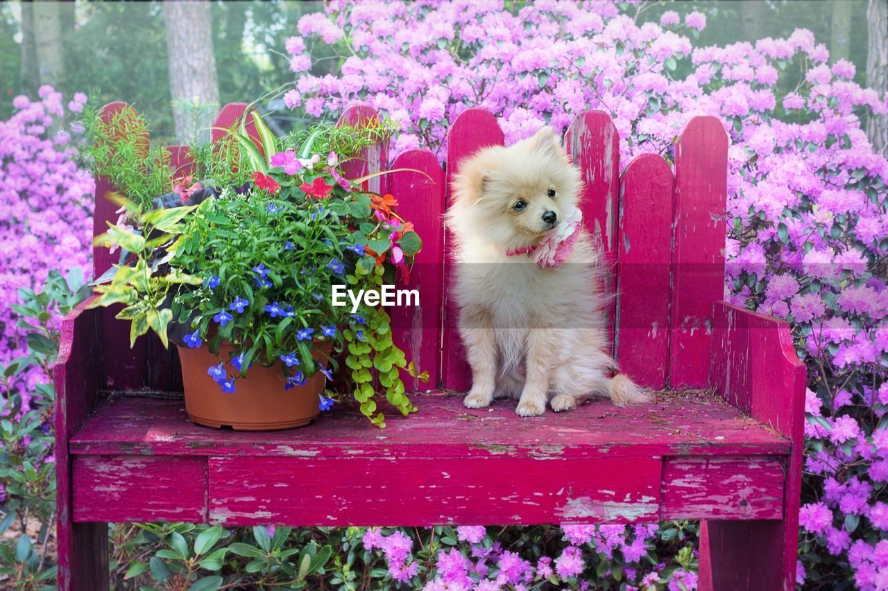 CAT SITTING ON FLOWER POT