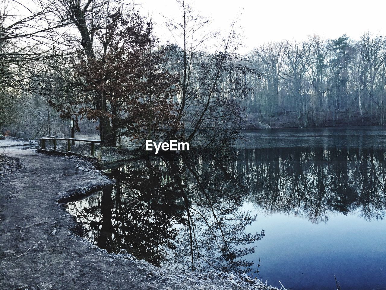 REFLECTION OF TREES IN LAKE