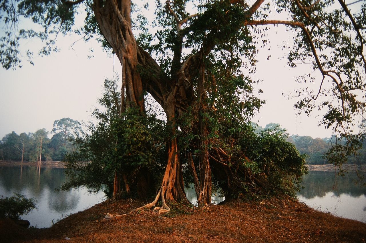 TREES IN LAKE AGAINST SKY