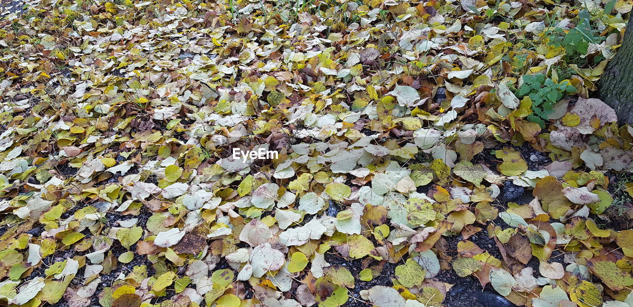 HIGH ANGLE VIEW OF MAPLE LEAVES ON TREE