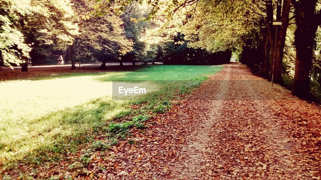 VIEW OF TREES ON LANDSCAPE