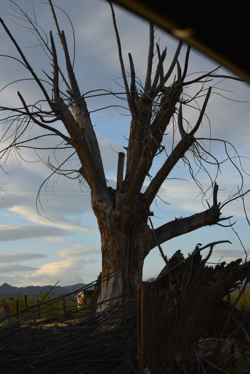 BARE TREE AGAINST SKY DURING SUNSET