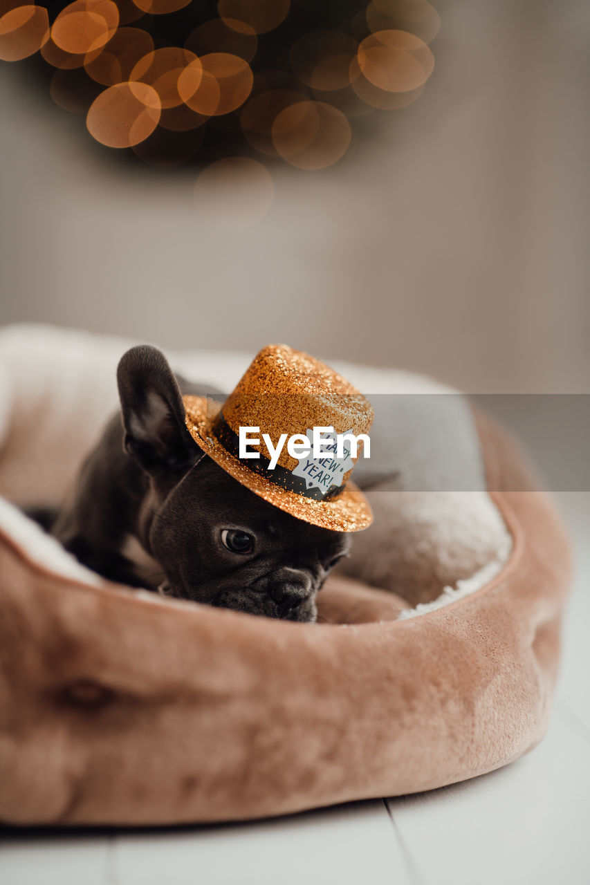 brown, carnivore, indoors, cat, no people, food and drink, studio shot, mammal, food, animal, celebration, decoration, selective focus, domestic animals, animal themes, hat, dog, cute, wood, pet
