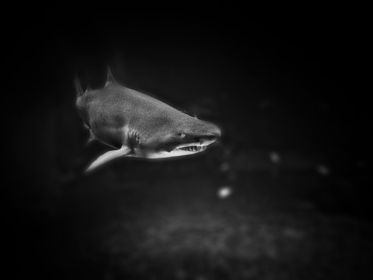 Shark swimming in water at universeum