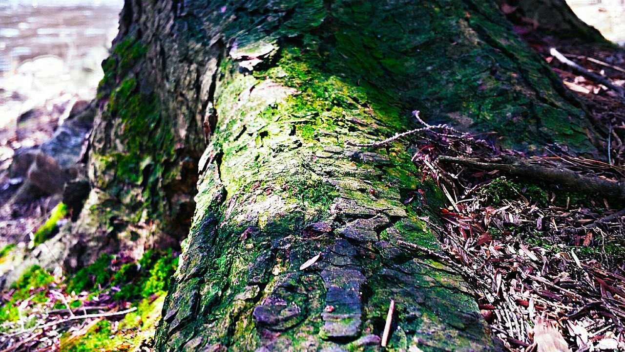 TREES GROWING IN FOREST