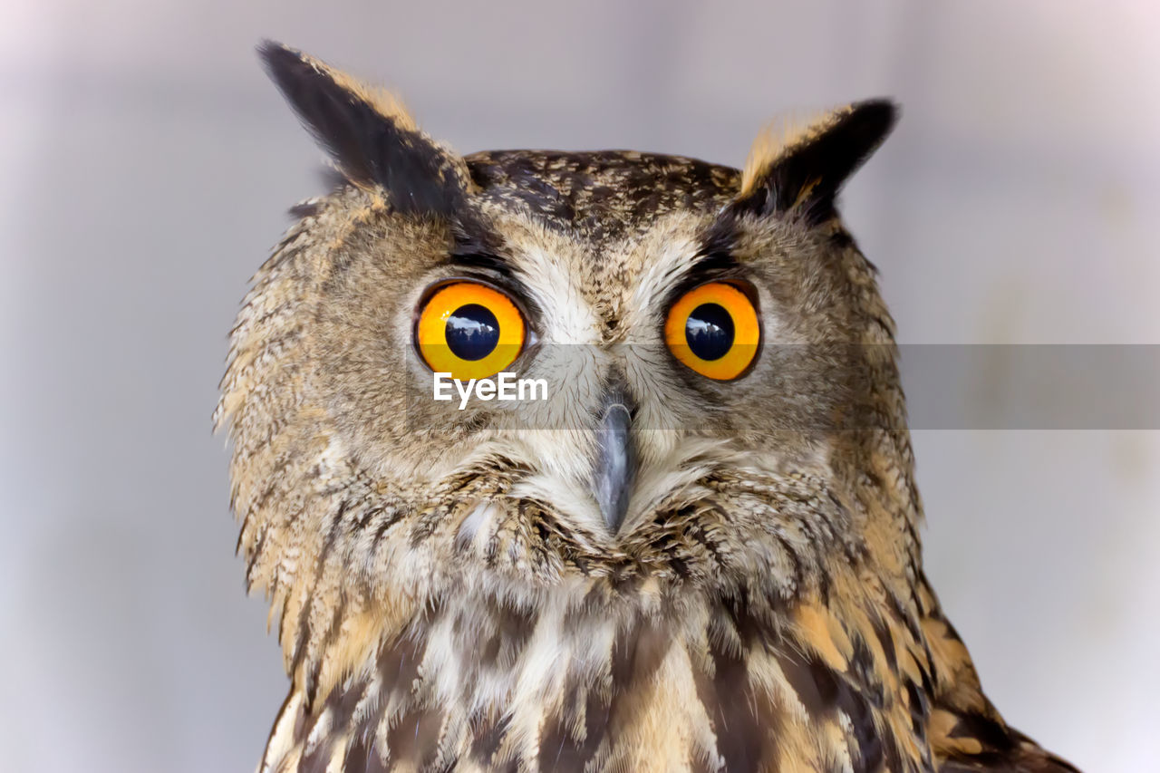 Close-up portrait of eagle owl against wall