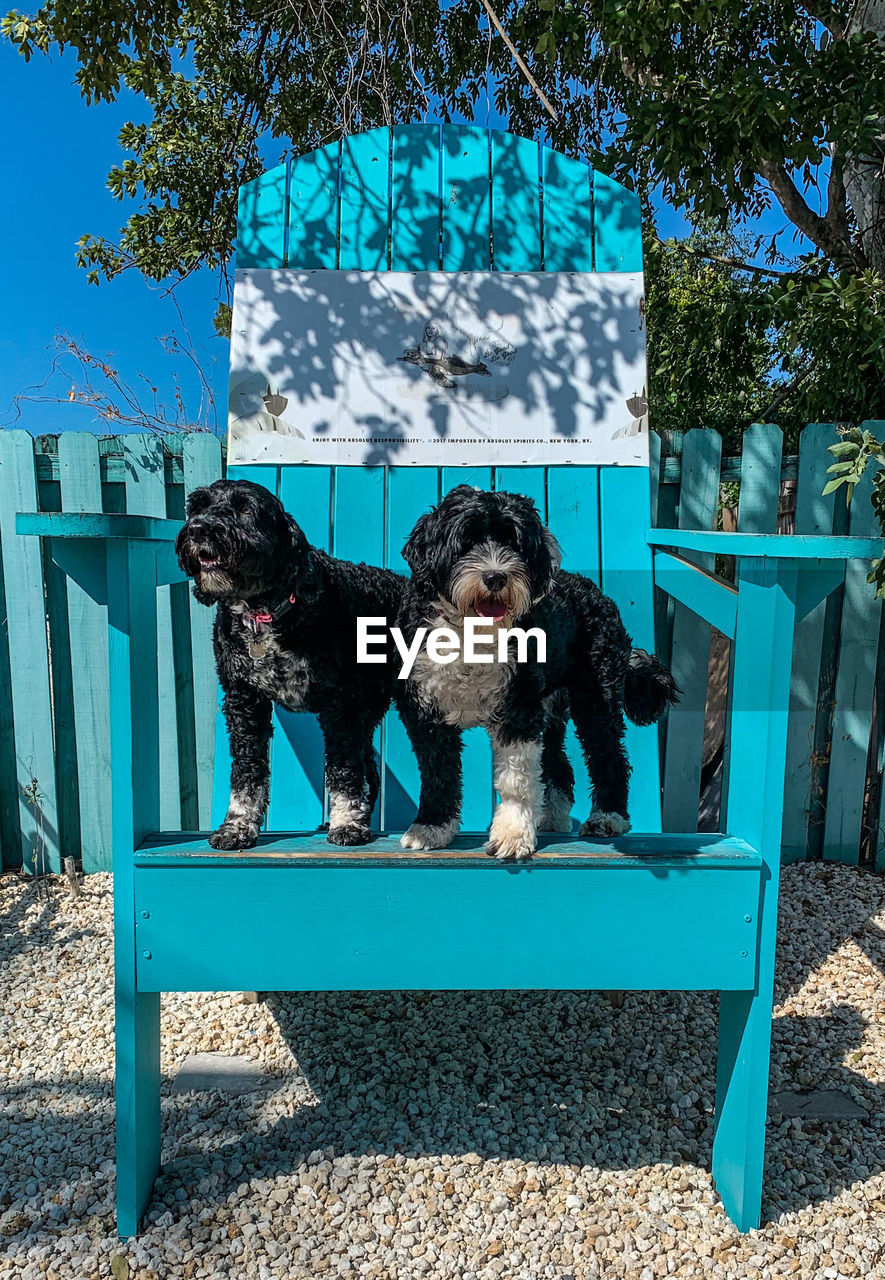 Two dogs in a big chair