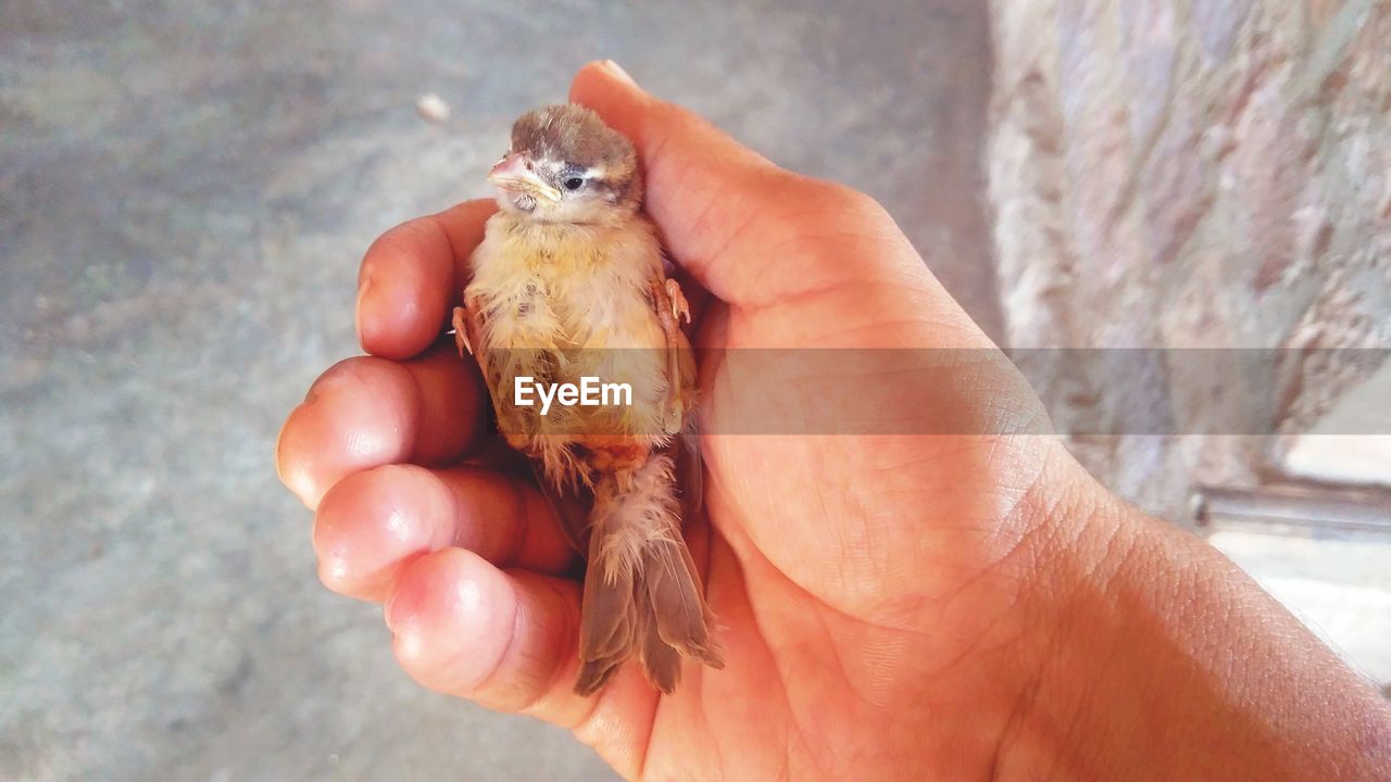 Close-up of hand holding young bird