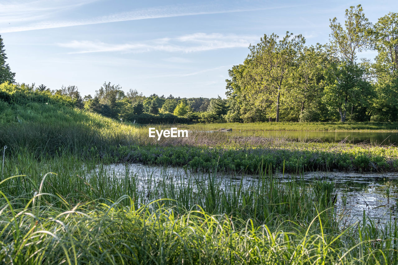 Scenic view of lake by field against sky