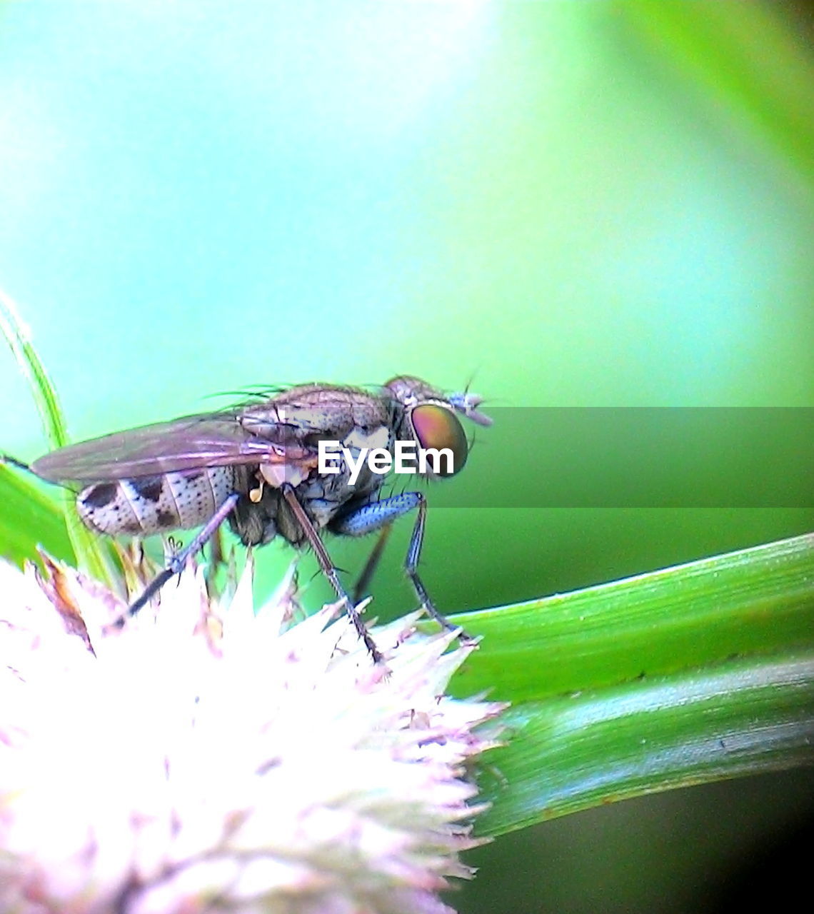 CLOSE-UP OF INSECT PERCHING ON LEAF