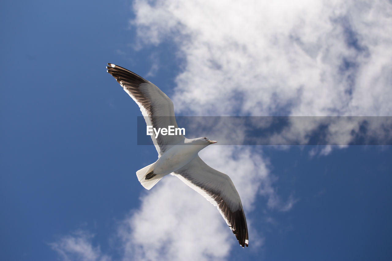 Low angle view of seagull flying in sky