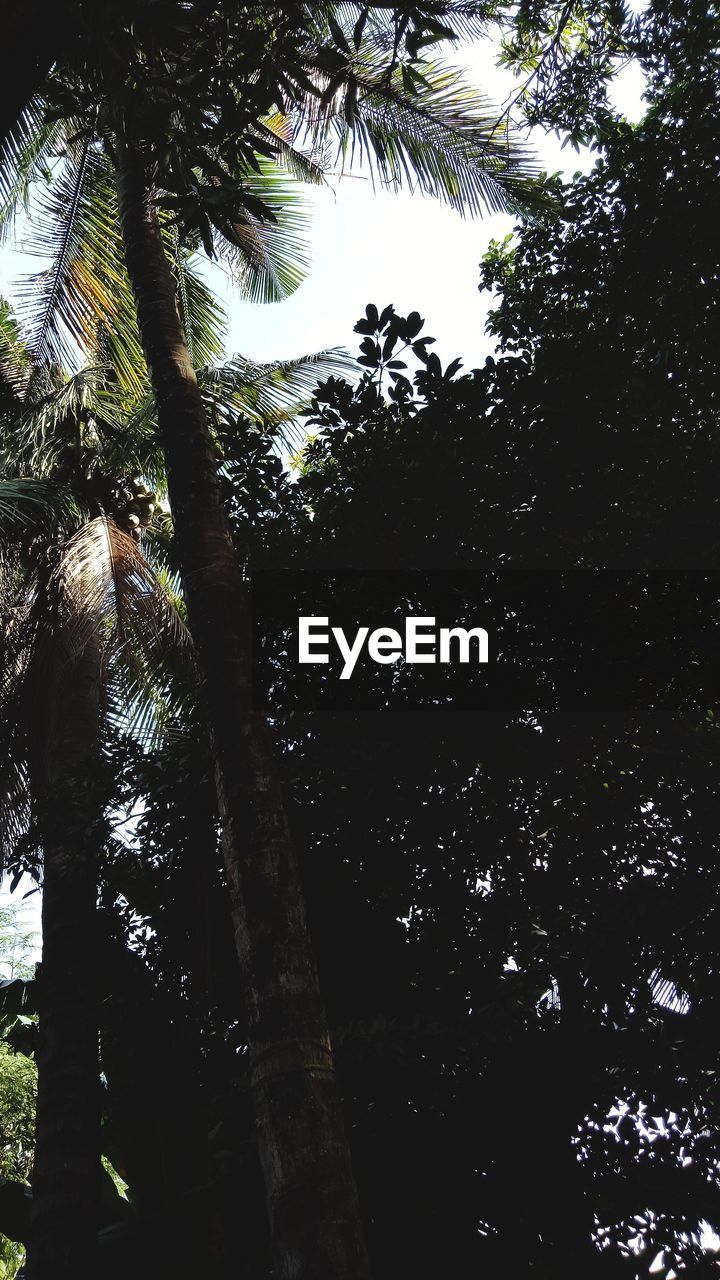 LOW ANGLE VIEW OF TREES IN FOREST AGAINST SKY