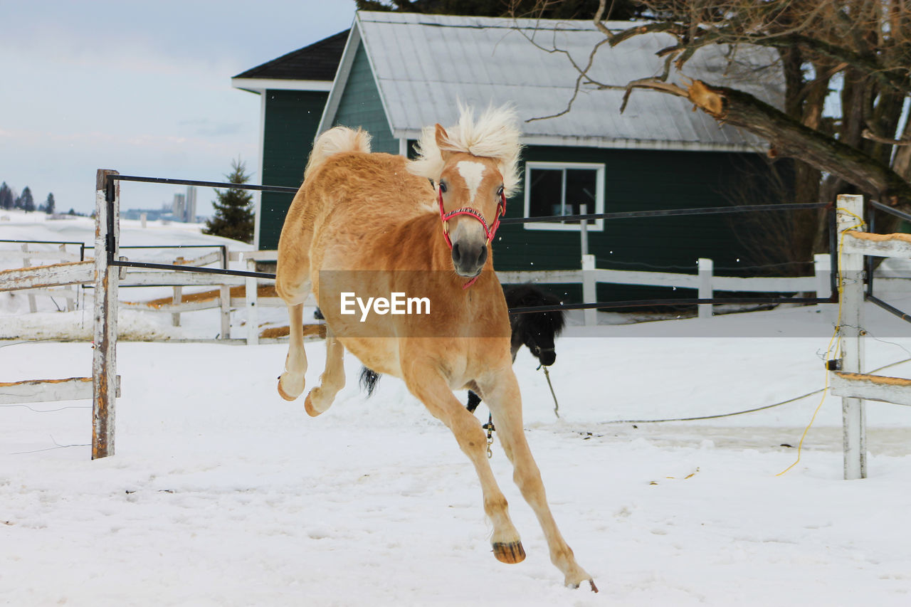 Saguenay, Québec, Canada Animal Themes Barn Built Structure Cold Temperature Day Domestic Animals Field Livestock Mammal Nature No People One Animal Outdoors Snow Weather Winter