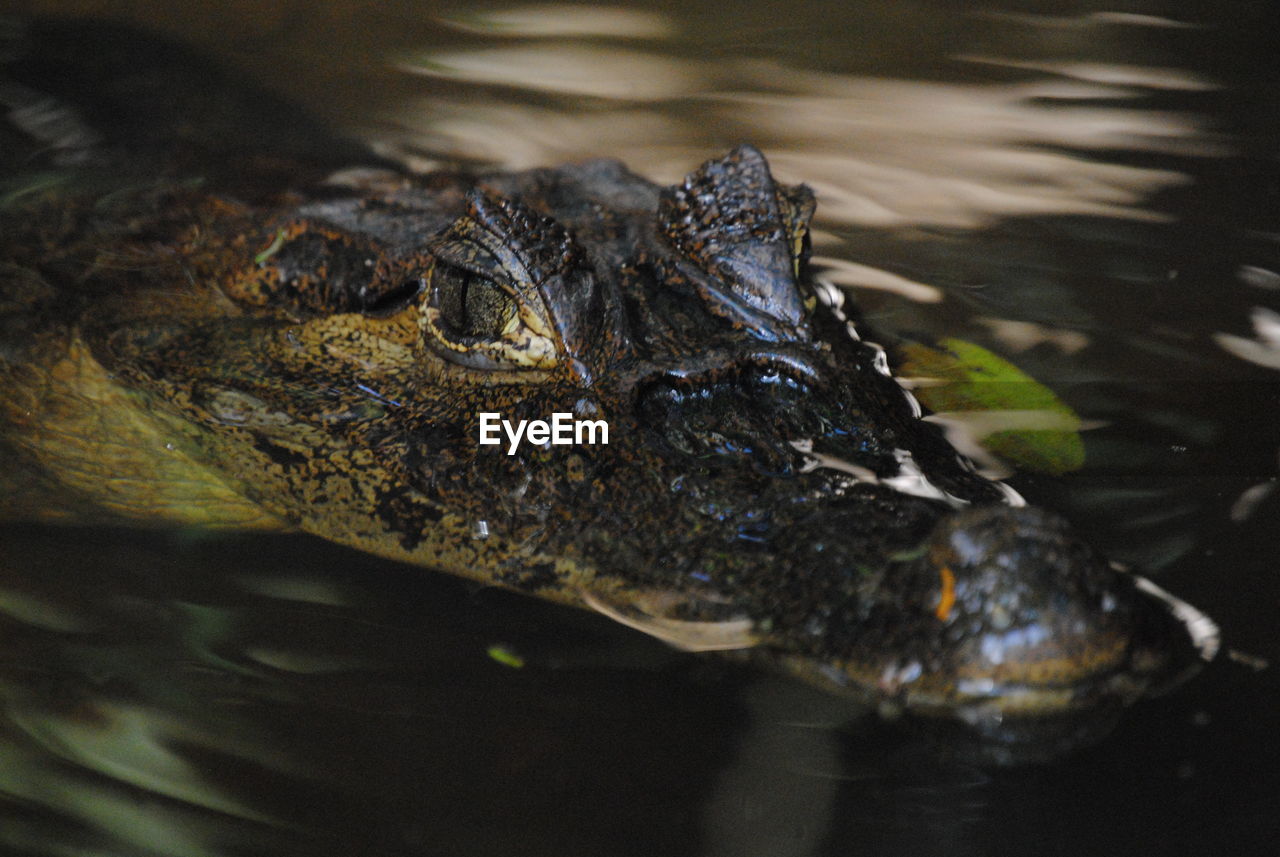 Close up of a crocodile in water