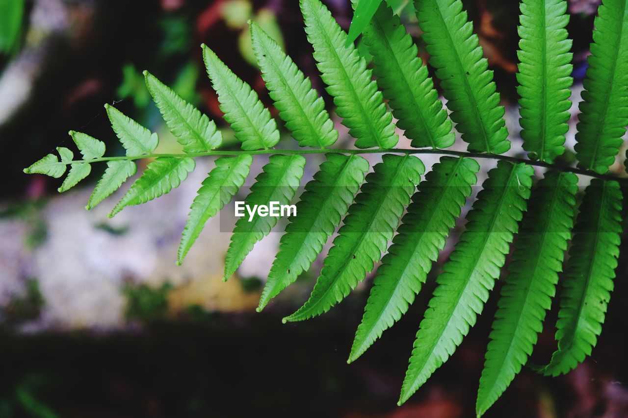 Close-up of fern leaves