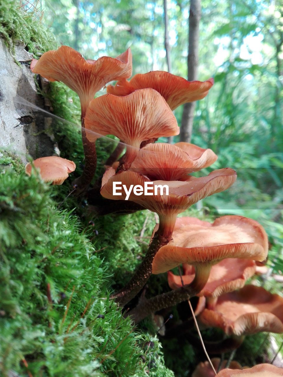 CLOSE-UP VIEW OF MUSHROOMS