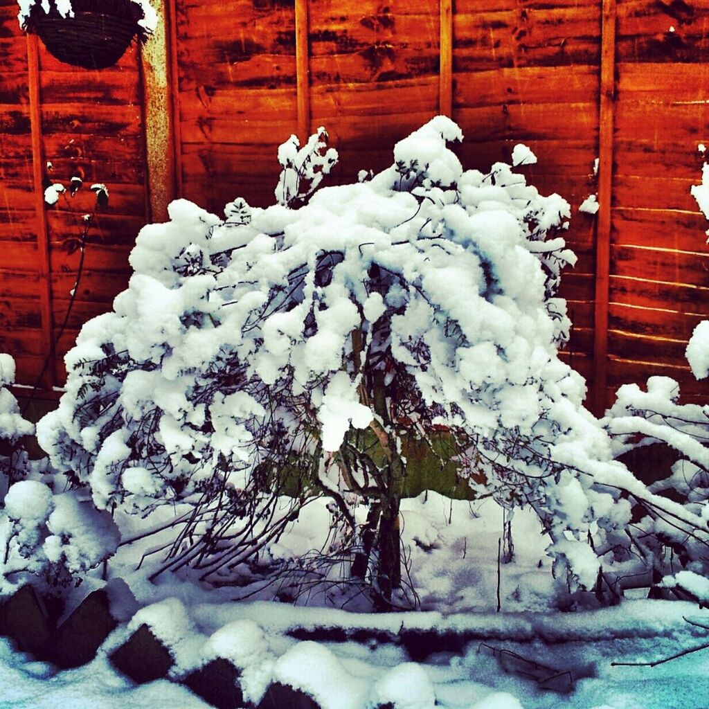 VIEW OF SNOW COVERED TREES