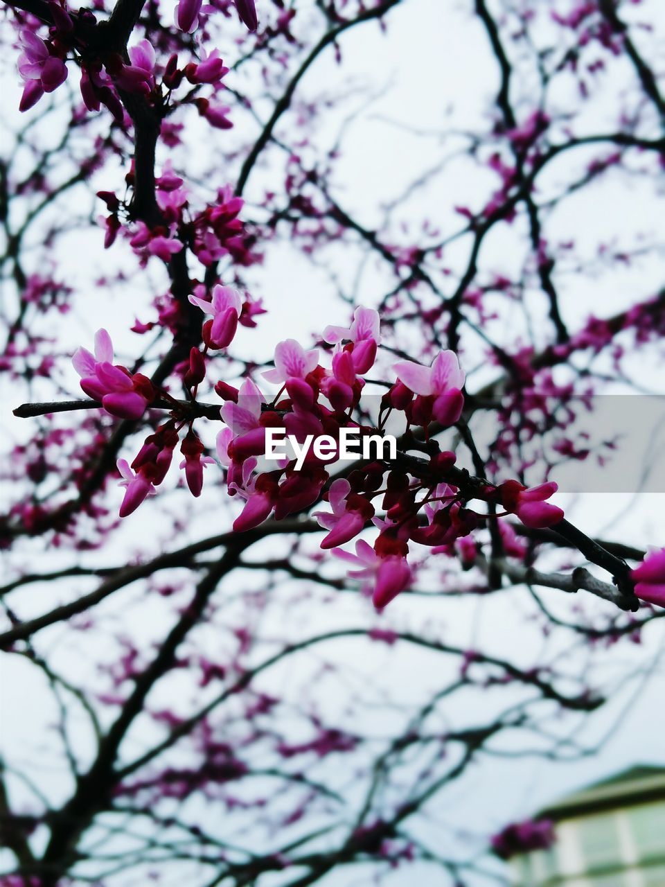 LOW ANGLE VIEW OF PINK FLOWERS