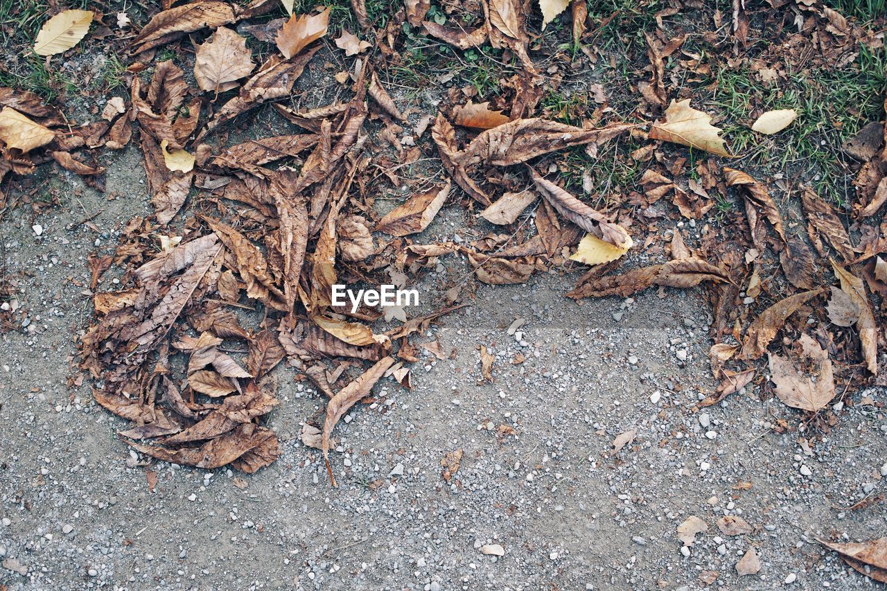 HIGH ANGLE VIEW OF DRY LEAF ON GROUND