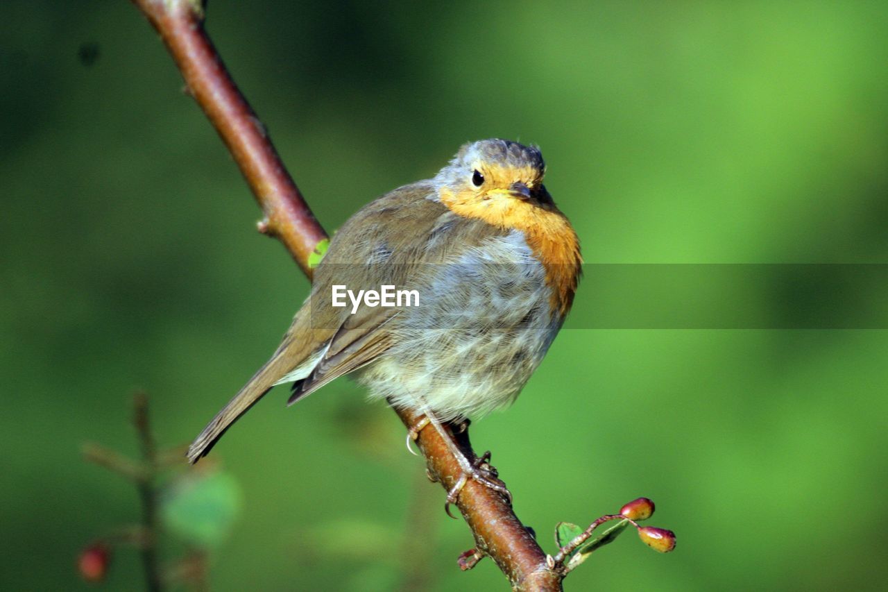 Close-up of bird perching on branch
